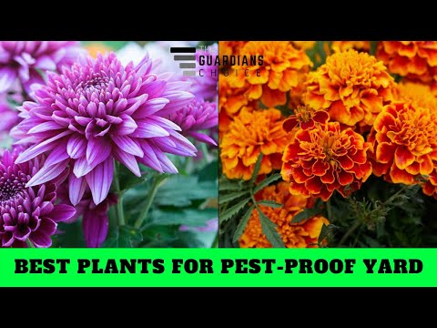 10 Plants to Grow for a Pest-Proof Yard | The Guardians Choice