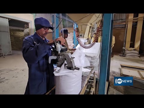 Kandahar produces 200-700 tons of chicken feed daily|روزانه ۲۰۰ تا ۷۰۰ تُن دانه مرغ در کندهار می‌شود