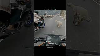 Cow Ne Superbike Par Attack Kiya 🥵😱#motovlog #viral #ytshorts #hyperride #cow #attack #dog #reels