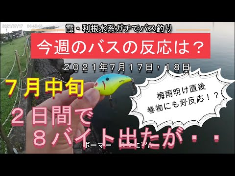 【バス釣り】7月中旬‗今週のバスの反応は？霞ヶ浦・利根川水系‗2021年7月17日・18日+アメリカンルアー‗梅雨明け直後猛暑日でも2日間で８バイト‗反応したのは10本あったが・・・。