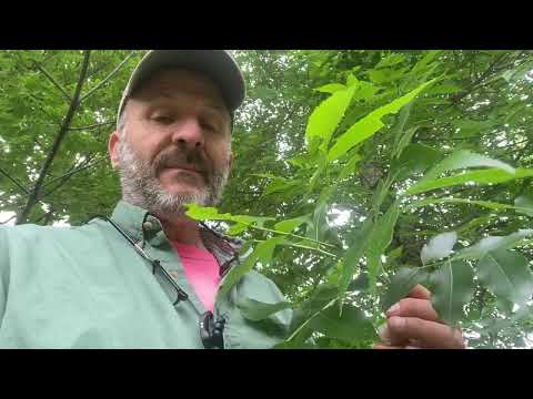 Fraxinus Pennsylvanica (Green Ash)!