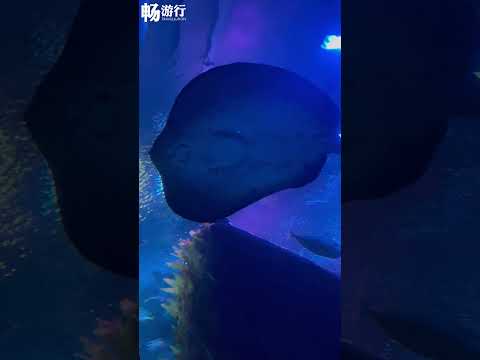 KLCC 水族馆：来一场水中见面会吧！