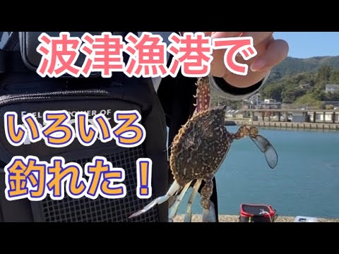 【福岡】波津漁港でぶっ込み釣り、アジングしてきました！！【1釣目】