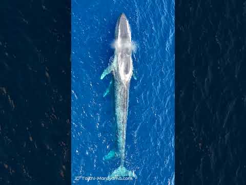 🐋シロナガスクジラの親子（さて子供はどこにいるしょうか？）