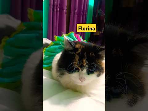 So cute Florina #trending #cat #funnypets #foryou