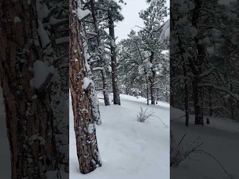 Today on the Homestead: Snowy Mountain Walk in Our Backyard | Snow Day Winter Wonderland #shorts