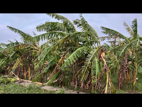 【台風11号被害】台風11号が糸満市の糸満フルーツ園けんちゃんのバナナ園を過ぎ去った後に被害を見に行ってみた。