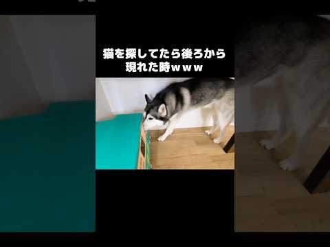 猫を探してたら後ろからこっそり現れた時の犬の反応が...笑