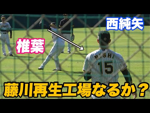 【藤川監督の元で覚醒なるか？西純矢 椎葉投手の間近で見る迫力のキャッチボール！】