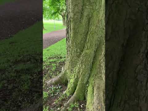 Cute squirrel gives me the run around on a walk joyful mindful moment #shorts #mindful