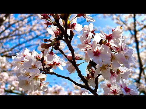 【桜開花速報！】３月２８日万博記念公園満開🌸屋台お花見見頃！