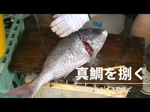 タイラバで釣った真鯛を野外で豪快に捌く【ライブ配信録画】