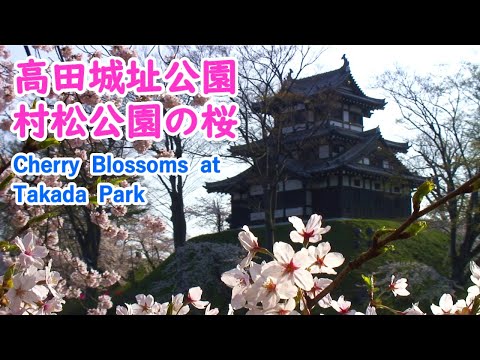 Cherry Blossoms at Takada & Muramatsu Park with Relaxing Music (Niigata)/ Spectacular Views of Japan