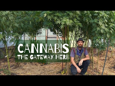 Cannabis - The Gateway Herb