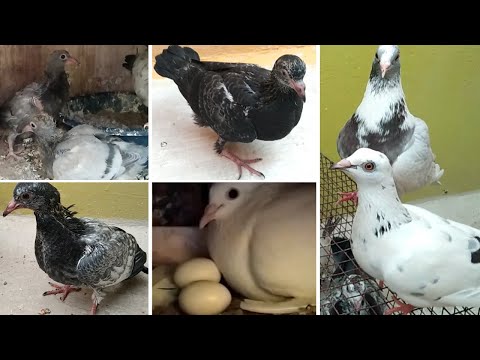 Pigeon cage update in Tamil | 21-03-2021 | Pet Pigeon | #pigeonchicks #chicksgrowth #puravalarpu