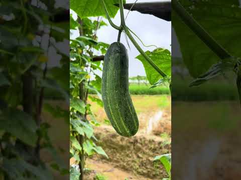 Rural Life, Country Life, Village life 喜欢走在雨中的田野，空气里弥漫着青草与蔬果的清香，这里有美好的童年回忆。#傻丫头 #农村生活 #乡野田间