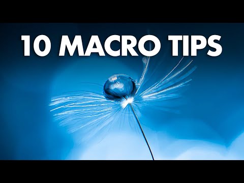 My 10 best macro photography tips for beginners