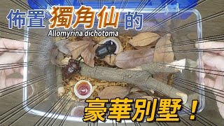 【山林蟲坊】幫獨角仙佈置一個舒適的家！ | Rhino Beetle: Set Up A Comfortable Home for Them! (Allomyrina dichotoma)