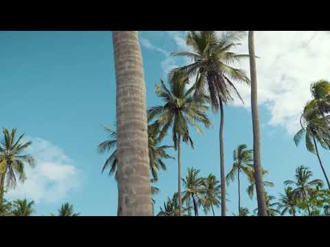 Palm Trees | Copyright Free Video Footage