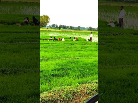 KHET #trendingshorts #farminglife #viralshort #farmerslife #youtubeshorts #famers #shorts