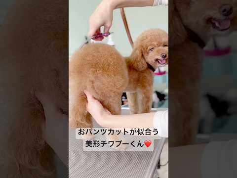 こんなに可愛い表情で見つめられたらもうメロメロ…😍可愛すぎるチワプーくん🐶#チワプー #ティーカッププードル #チワワ #mix犬 #mix #チワプー男の子 #shorts #foryou