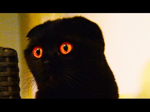 Halloween creepy cats and Kittens | Funny and Cute videos Compilation