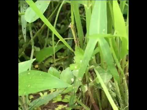 無農薬米コシヒカリ極の田んぼ