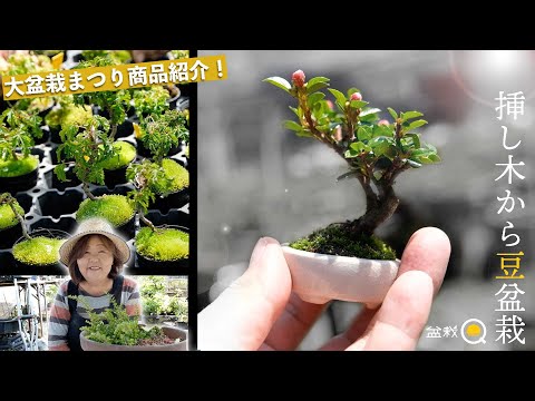 Make red rosewood cuttings into bean bonsai! Product introduction [Bonsai Q]