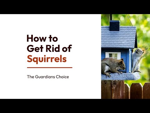 Squirrel Invasion? How to Get Rid of Squirrels Humanely and Safely | The Guardian's Choice