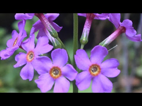 青垣まち・コンニャクの花・キンラン・クリンソウ・バイカモ