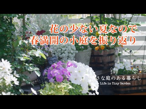 ガーデニング Vlog｜花の少ない夏なので春満開の小庭を振り返り｜ 〜小さな庭のある暮らし 137〜Gardening ｜ Life in a tiny garden