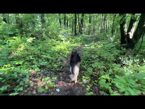 8-10-24 Hiking with our German Shepherd Kara