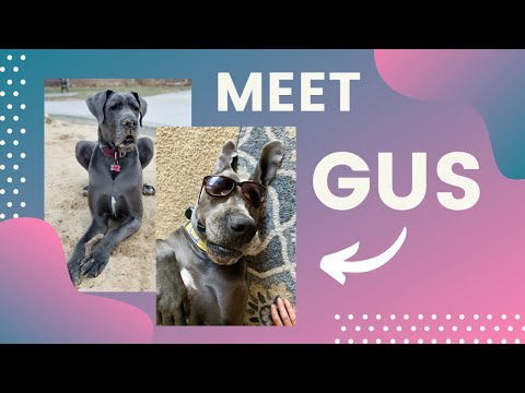 All About Gus The Great Dane! | Great Dane Care