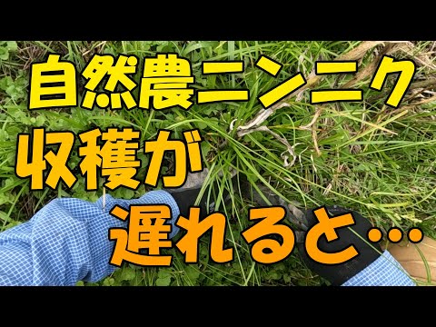 【ニンニク】自然農ニンニク 収穫が遅れると・・・