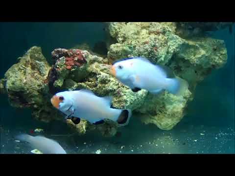 人工藍洞雪印小丑Blue Hole Snowflake Ocellaris Clownfish （Captive-Bred）2k