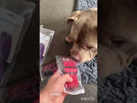 Dogs helping mom unwrap presents