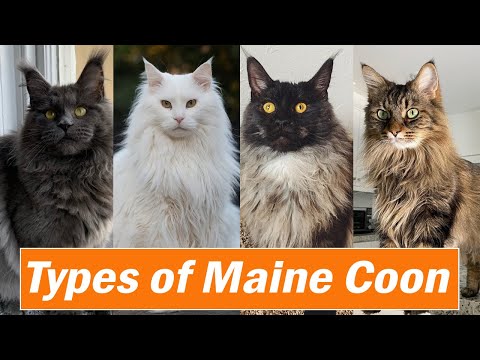 Different Types of Maine Coon Colors and Pattern |Which is your Favorite ?