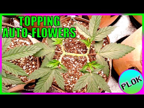 How Many Times Can You Top an Auto? - Auto Flower Experiment 2.0: Second Topping