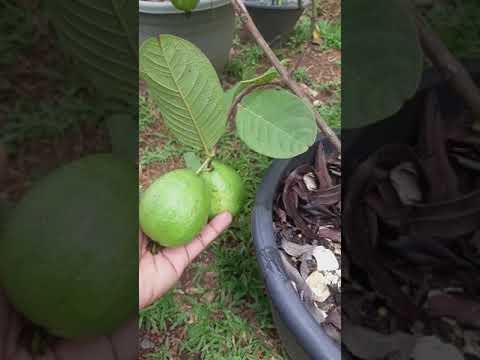 Guava Fruit | Learn Gardening