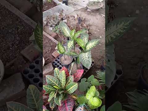 Bast indoor plants in India ! Bast indoor plants for Clean Air ! Bast summer indoor plants in India