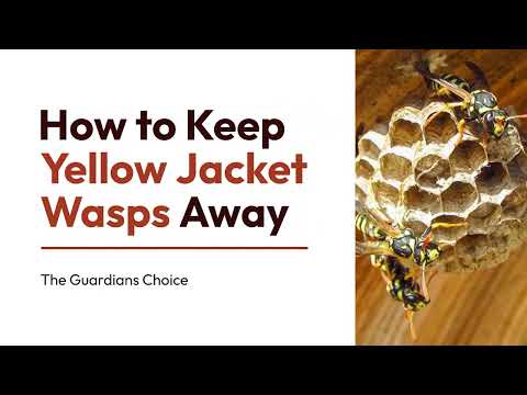 3 Ways to Keep Yellow Jacket Wasps Away | How to Keep Yellow Jacket Wasps Away