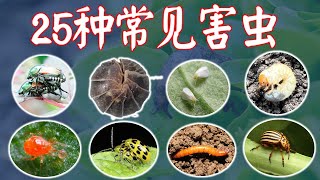 【庭院种菜必修课】最常见的25种害虫。中英文对照，附高清照片录像