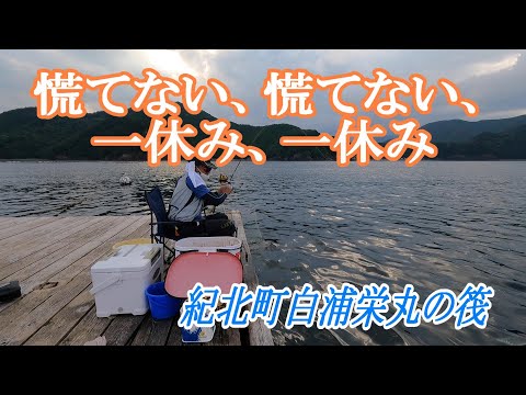 【かかり釣り】【筏チヌ】不撓不屈！最後までチヌに挑みました。