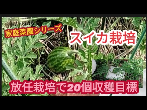 【スイカ栽培】親蔓摘芯で子蔓5本仕立ての放任。20個以上収穫目標【家庭菜園シリーズ】