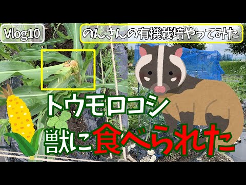 女ひとりで、はじめての有機栽培　自然栽培（無肥料・無農薬・耕さない　不耕起）　トウモロコシが獣に食べられたので、網をした　 Vlog 10　 菌ちゃん農法、貸農園でやってみた