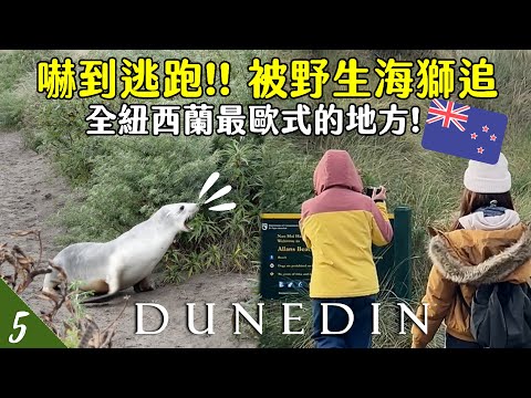 【🇳🇿紐西蘭露營車EP5】被野生海獅追😱嚇到逃跑！走在但尼丁街道很像去了歐洲／最世界最斜街道／晚上看企鵝歸巢！| Dunedin | Oamaru | Hoiching愷晴