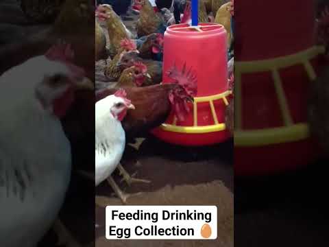 Desi 🥚 Murgi RIR Sonali | Feeding Drinking Egg #youtubeshorts #poultryfarming #backyardchickens