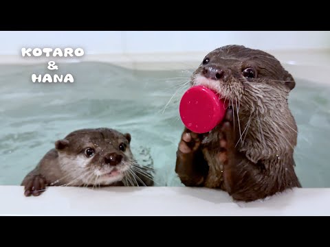 Otter Bath Time is Actually Hilarious