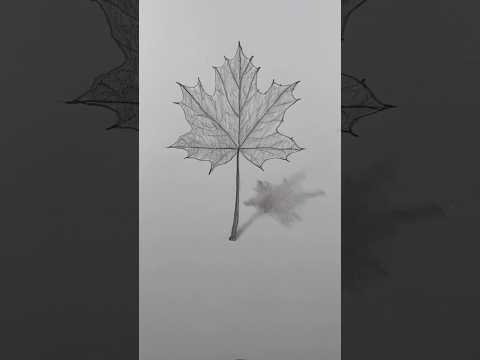 Draw a realistic maple leaf 🍁 Easy drawing lesson for beginners on how to draw a maple leaf.