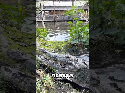 Feeding American Crocodiles #shorts #youtubeshorts #crocodiles #florida #vlogmas